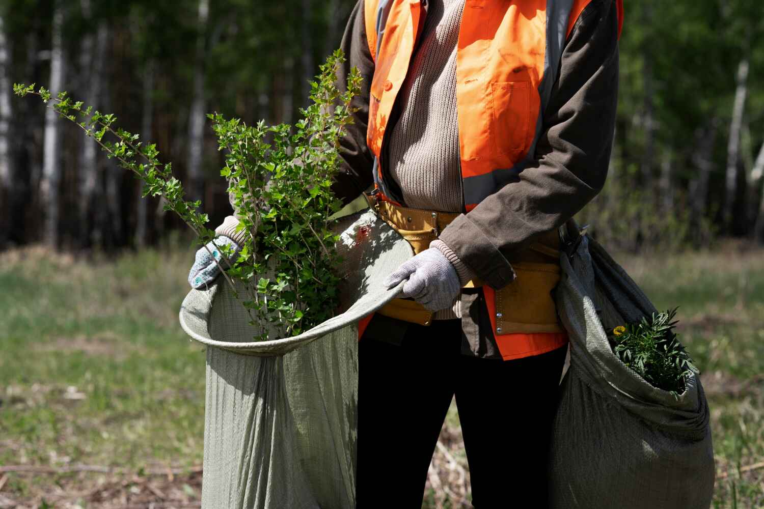 Reliable Knoxville, IL Tree Service Solutions